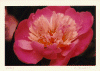 flower2.gif (123978 bytes)